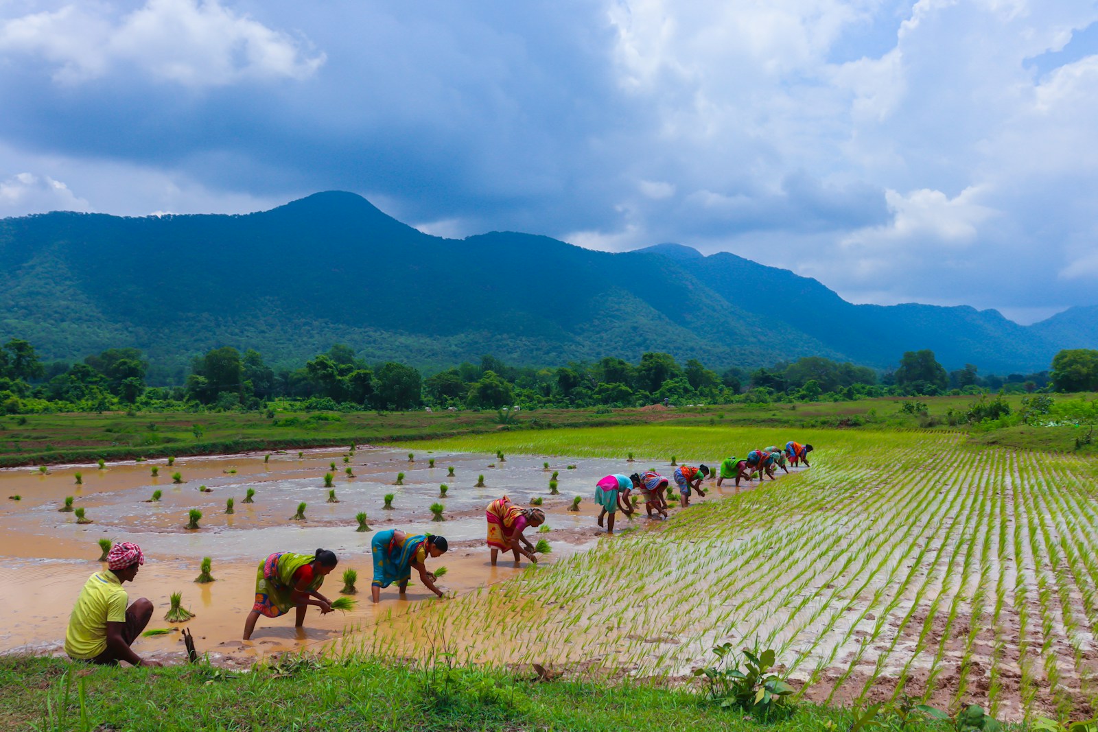 a group of people working in a field