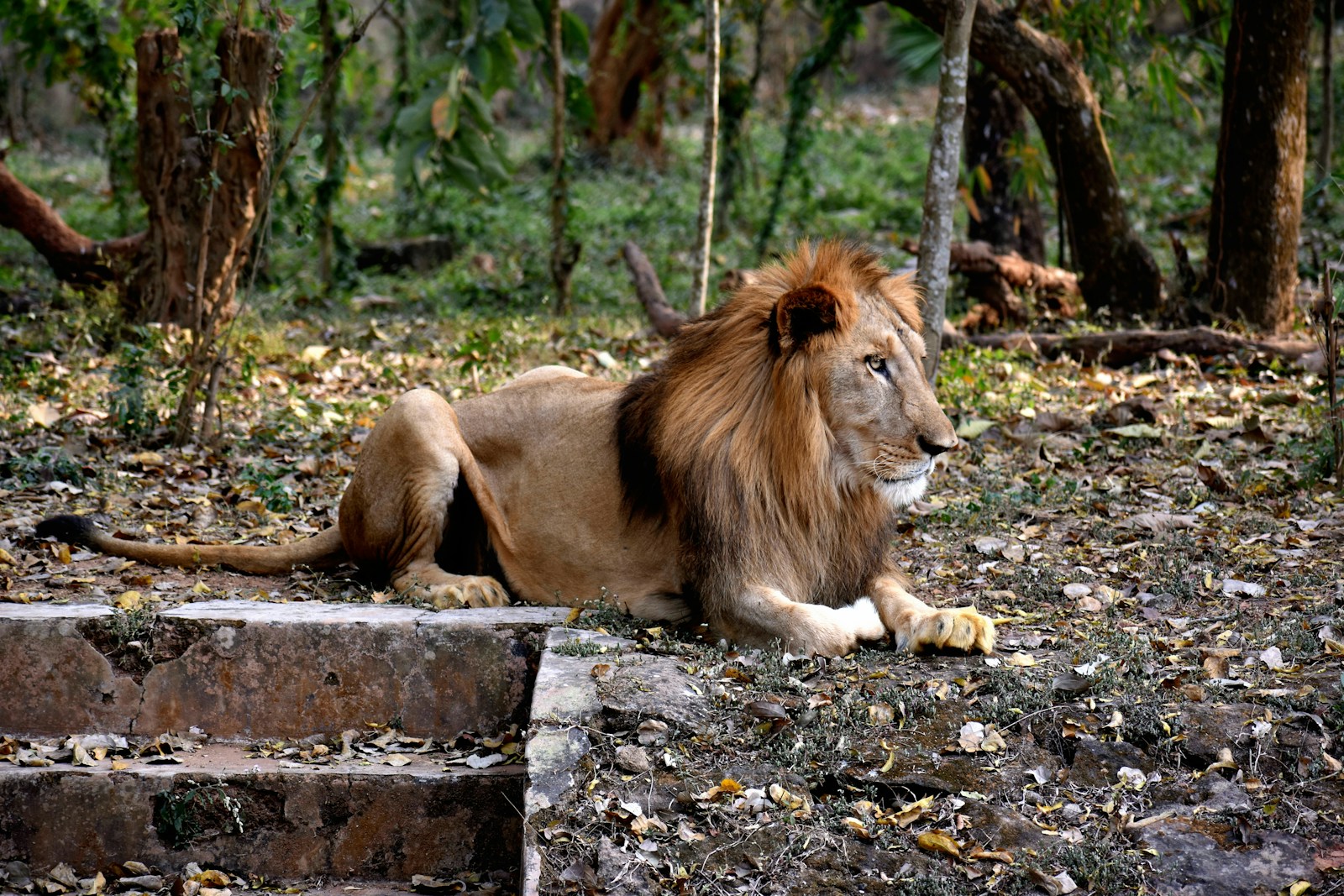 lion lying on gray concrete floor during daytime