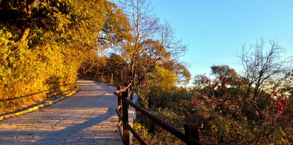 a person is standing on a path in the woods