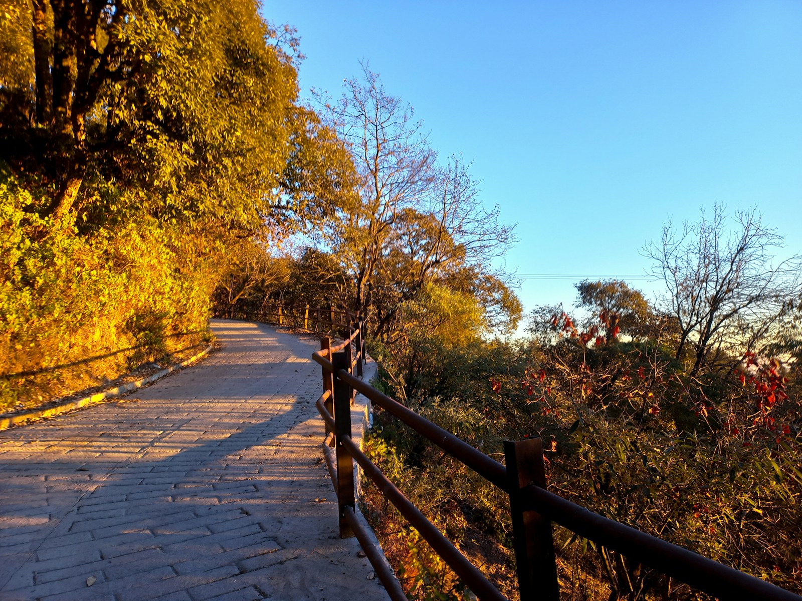 a person is standing on a path in the woods