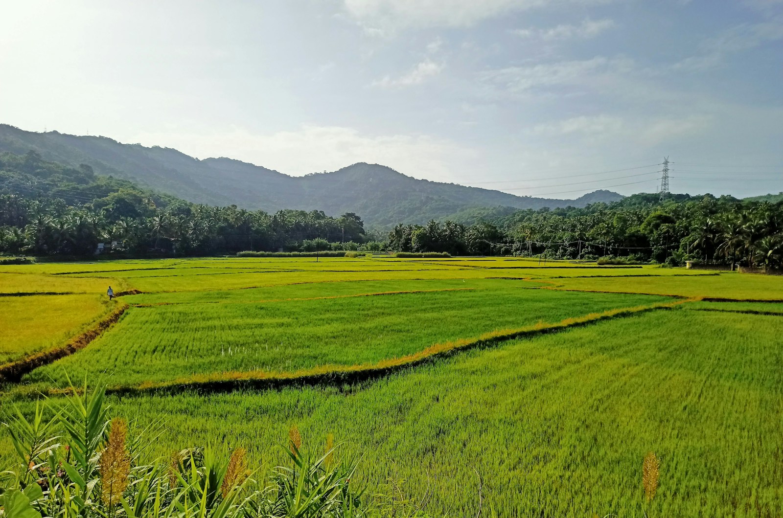 a lush green field with mountains in the background