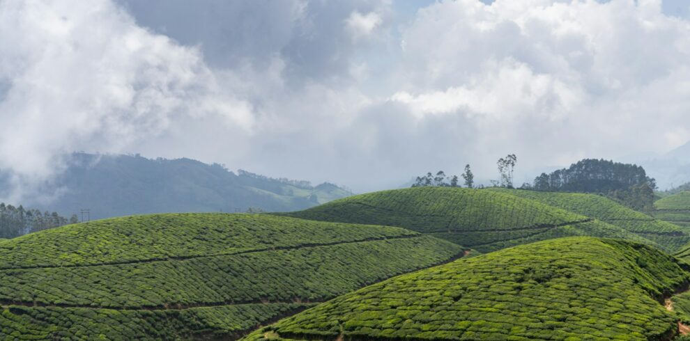 a lush green hillside covered in lots of tea bushes