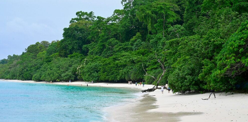 A white sandy beach surrounded by green trees