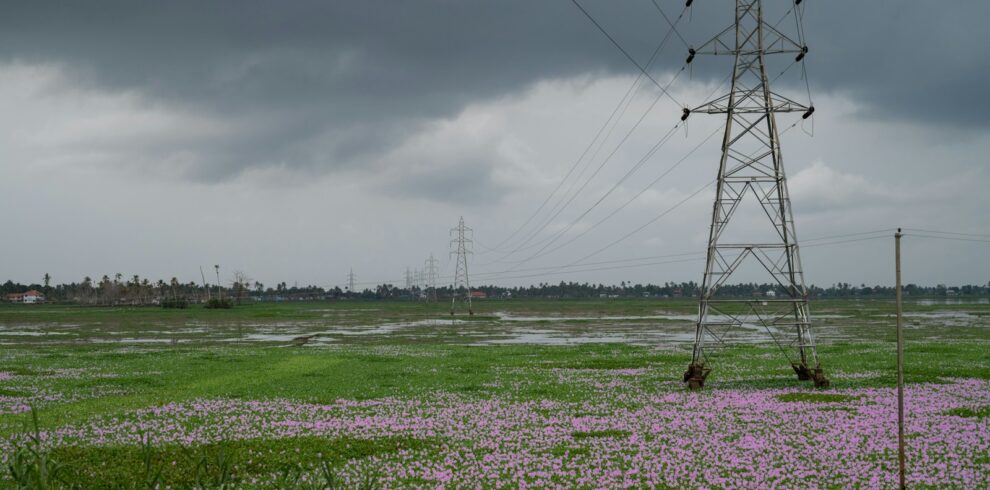 a field with purple flowers under a cloudy sky